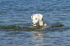 swimming Australian Shepherd