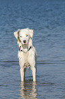 bathing Australian Shepherd