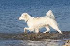 running Australian Shepherd