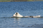 swimming Australian Shepherd