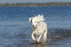 running Australian Shepherd