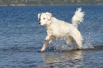 running Australian Shepherd