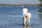 bathing Australian Shepherd