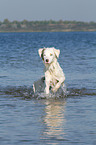 running Australian Shepherd