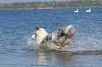 running Australian Shepherd