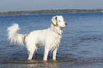 bathing Australian Shepherd