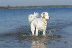 bathing Australian Shepherd