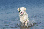 running Australian Shepherd