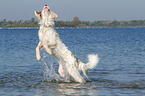 jumping Australian Shepherd