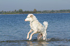 jumping Australian Shepherd