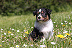 Australian Shepherd Puppy