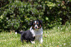 Australian Shepherd Puppy