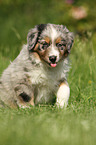 Australian Shepherd Puppy