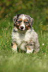 Australian Shepherd Puppy