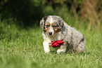 Australian Shepherd Puppy