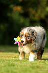 Australian Shepherd Puppy