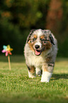 Australian Shepherd Puppy