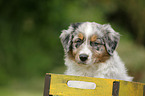 Australian Shepherd Puppy