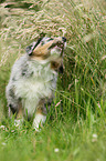 Australian Shepherd Puppy