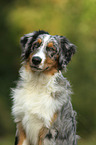 Australian Shepherd Portrait