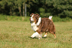 walking Australian Shepherd