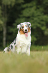 sitting Australian Shepherd