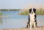 sitting Australian Shepherd