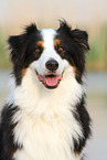 Australian Shepherd Portrait