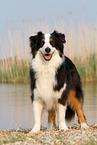 Australian Shepherd