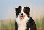 Australian Shepherd Portrait