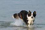 running Australian Shepherd