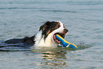 playing Australian Shepherd