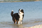 bathing Australian Shepherd