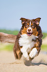 young Australian Shepherd