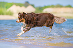 young Australian Shepherd