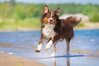 young Australian Shepherd