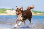 young Australian Shepherd