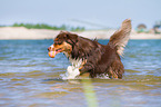 young Australian Shepherd