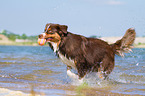 young Australian Shepherd