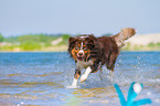 young Australian Shepherd