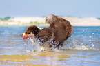 young Australian Shepherd