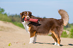 young Australian Shepherd