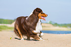 young Australian Shepherd