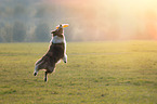 playing Australian Shepherd