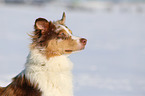 Australian Shepherd Portrait