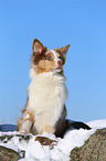 sitting Australian Shepherd