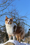 Australian Shepherd