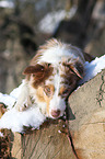 lying Australian Shepherd