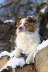 lying Australian Shepherd