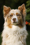 Australian Shepherd Portrait